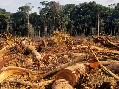 Oamenii au degradat sau distrus circa două treimi din pădurile tropicale. / Foto: ucsdnews.ucsd.edu