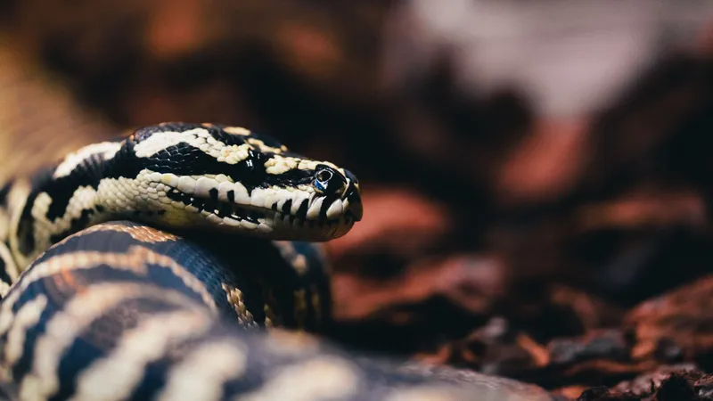 Șarpe Foto: Pexels (imagine cu rol ilustrativ)