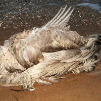 Diagnosticate cu gripă aviară, 15 lebede au fost găsite moarte pe iazul de Acumulare Fălticeni - Foto: Brosen