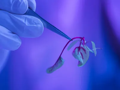 Cercetător făcând un experiemnt biotehnologic în laborator - Foto: Magnific.com/magnific