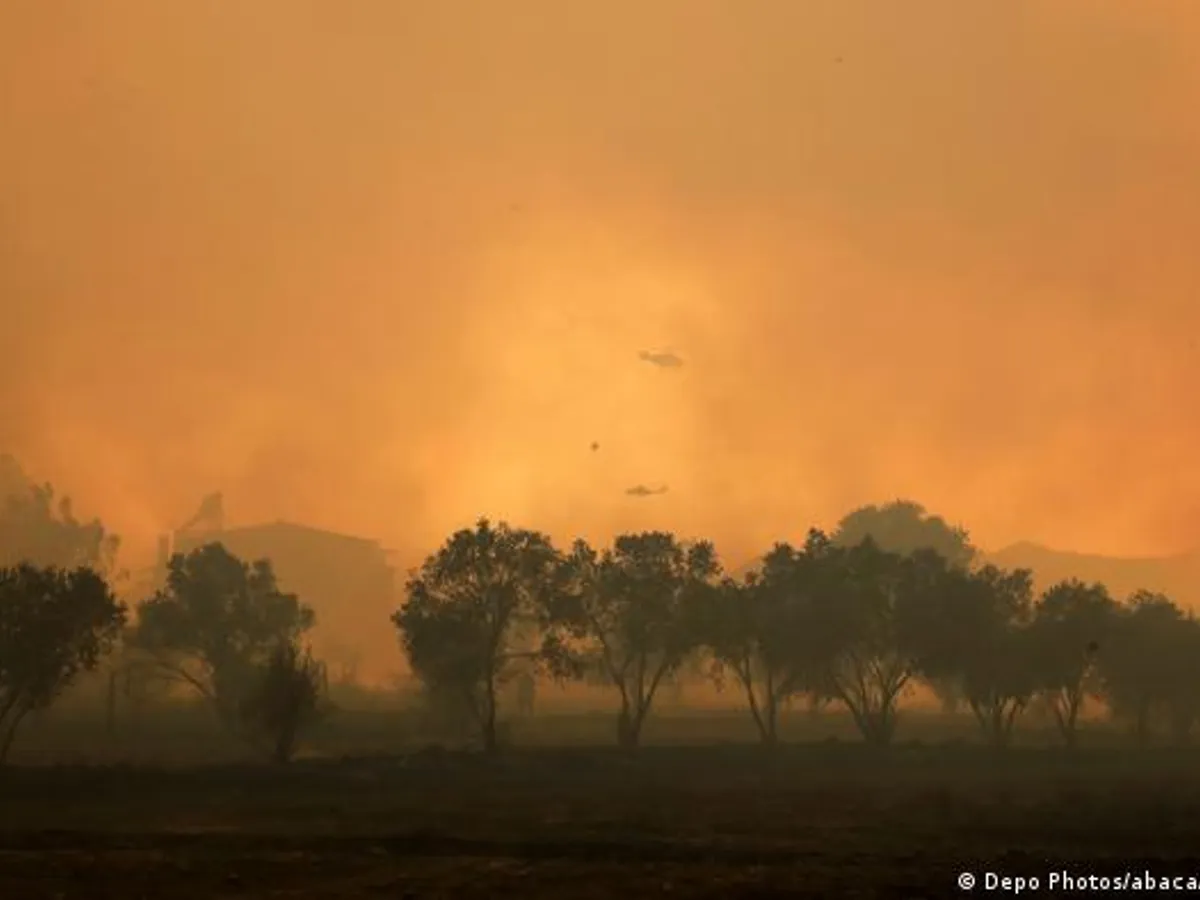 Cât timp va trece până se va regenera natura după incendiile devastatoare