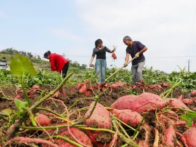 Erbicid interzis de UE, folosit în România, unde costă 12 lei. Afectează ficatul şi tiroida - Foto: Profimediia Images