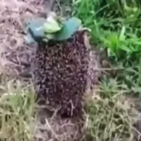 Mine antipersonal au fost montate de către ruşi, pe arici - Foto: captură video Digi24
