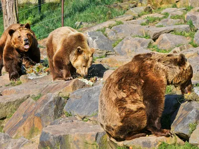 Parcul de la Belița a fost înfiinţat în anul 2000 de organizaţia internaţională Four Paws, alături de fundaţia franceză Brigitte Bardot - Foto: Profimedia Images