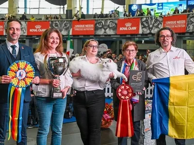 Nordri, un motan Wild Forest’s din România, a câștigat Campionatul Mondial Felin 2025 - Foto: news.ro