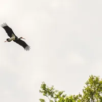 Barza neagră - Foto: Facebook/Parcul Natural Apuseni