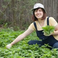 Planta “tămăduitoare” care curăță rinichii primăvara. Cum să prepari ceaiul din frunzele tinere pentru cură - Foto: Freepik (Imagine cu rol ilustrativ)