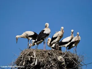 Cuib cu șapte berze Foto: Societatea Ornitologică/ Lucian Mătăsaru