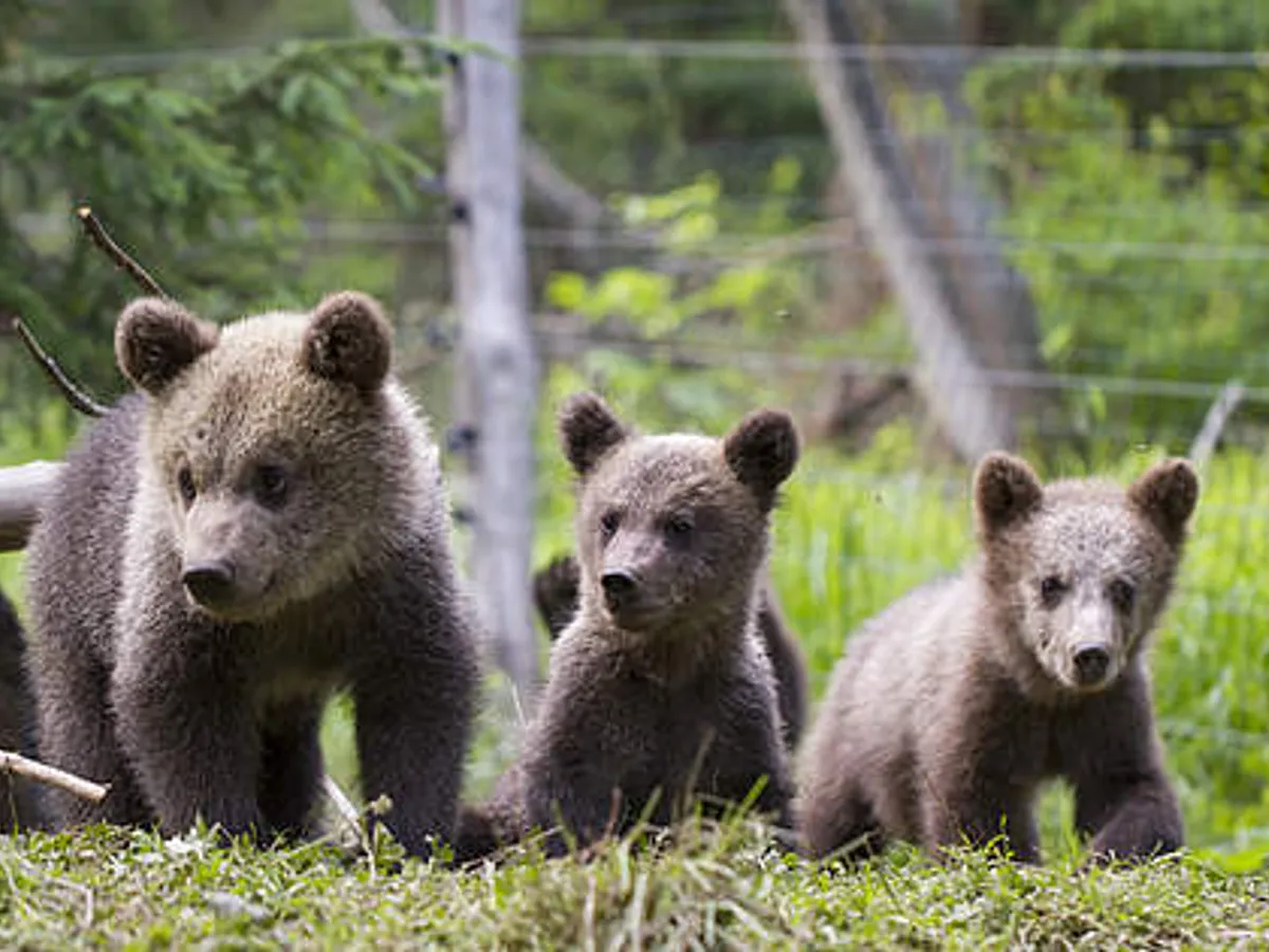 Orfelinatul de urși. Foto: WWF
