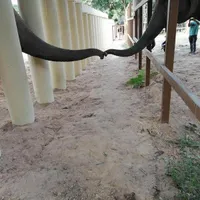 Kaavan, „cel mai singur elefant din lume”/FOTO: Facebook