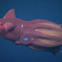O nouă specie de calmar vampir, descoperită în Marea Chinei de Sud. Ce se întâmplă dacă te atinge? - Foto: X/ @rokthecroat - Caracter ilustrativ