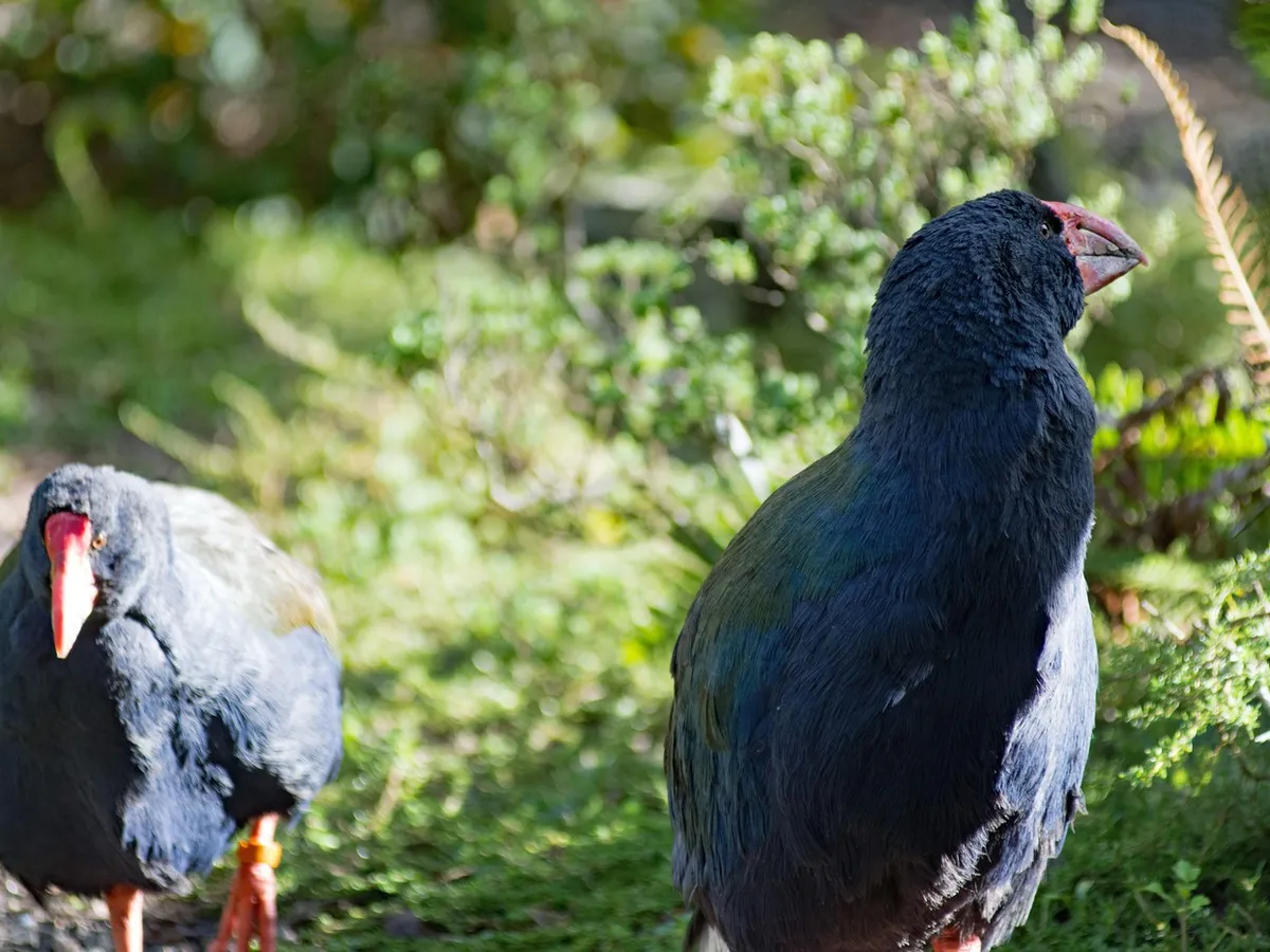 Un cuplu de păsări takahe, despre care se credea că este steril, a dat naștere unui pui surpriză