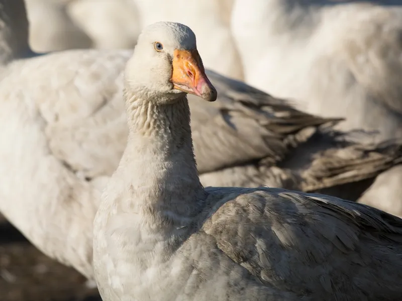 Alertă sanitară la granița României. Un focar de gripă aviară a fost identificat la o fermă de gâște - FOTO: Profimedia