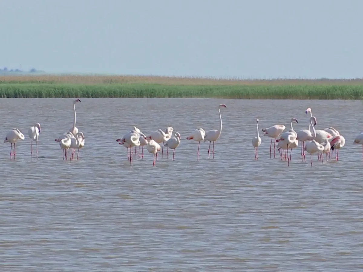 Scene exotice pe plaja Mării Negre. Mai multe păsări Flamingo au fost văzute în Eforie Foto: captură video Observator