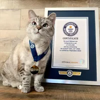 Cea mai faimoasă pisică din lume , Nala/Foto: pets lover
