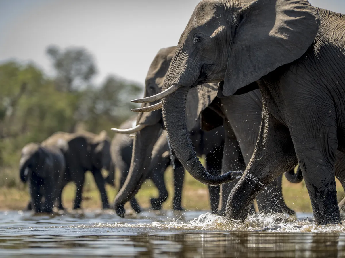 Elefant - Foto: Freepik