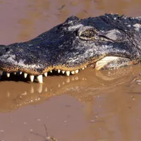 Momentul în care un aligator atacă o mașină în timpul inundațiilor cauzate de uraganul Milton - Foto: Profimedia images