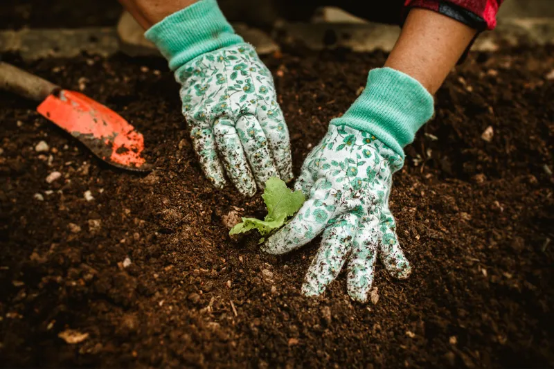 Plantat Foto: Pexels (imagine cu rol ilustrativ)