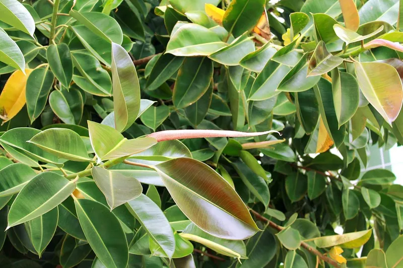 Ficus - Foto: botanistii.ro