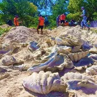 80 de tone de scoici uriașe, din specii rare, confiscate de la traficanți. Foto Paza de Coastă Filipineză