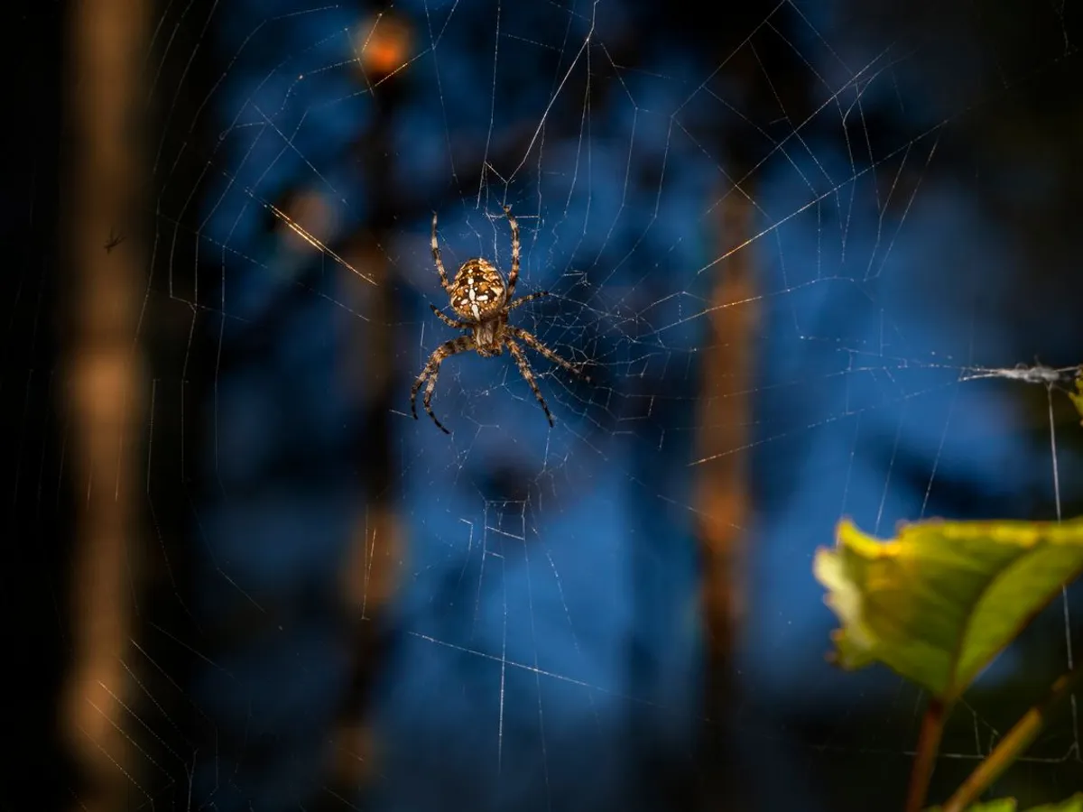 Păianjen - Foto: Pexels (Imagine cu rol ilustrativ)