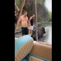 Vaca, blocată trei zile în nămol, salvată de turiști / tulceanoastra