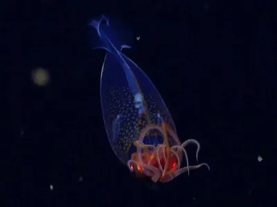 Primele imagini video cu „monstrul transparent al mărilor”. A fost descoperit acum 100 de ani - Foto: newatlas.com