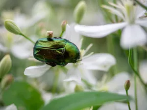 O nouă invazie de insecte se apropie de graniță: grădinile și curțile sunt în pericol foto: Freepik (fotografie cu caracter ilustrativ)