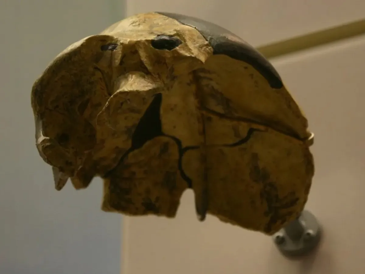 Craniul vechi de 300.000 de ani care schimbă toată istoria omenirii