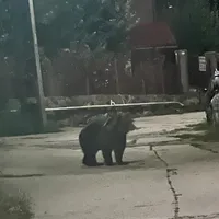 Alertă în Alba! Un urs se plimba printr-un oraș, un altul a fost văzut într-un sat - Foto: IJJ Alba