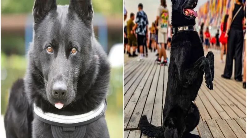 Cățelul Șuier și-a finalizat misiunea la Antidrog. A fost timp de 7 ani camaradul polițiștilor Foto: Facebook/MAI