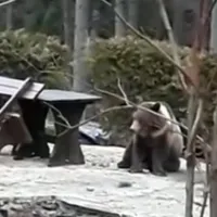 Foto: Captură Video