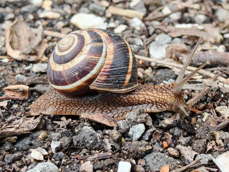 Melci Foto: Pexels (imagine cu rol ilustrativ)