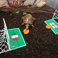 Ţestoasa Sigmund a pronosticat victoria Italiei asupra Angliei în finala EURO 2020. / Foto: Center West, Facebook
