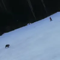 Ursul a fost cât pe ce să prindă un schior la Predeal