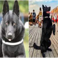 Cățelul Șuier și-a finalizat misiunea la Antidrog. A fost timp de 7 ani camaradul polițiștilor Foto: Facebook/MAI