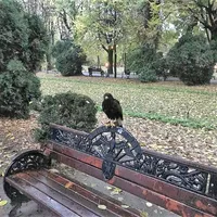 Păsările de pradă, metoda inedită prin care viceprimarul Capitalei vrea să "curețe" parcul Cișmigiu - FOTO: Facebook/Horia Tomescu