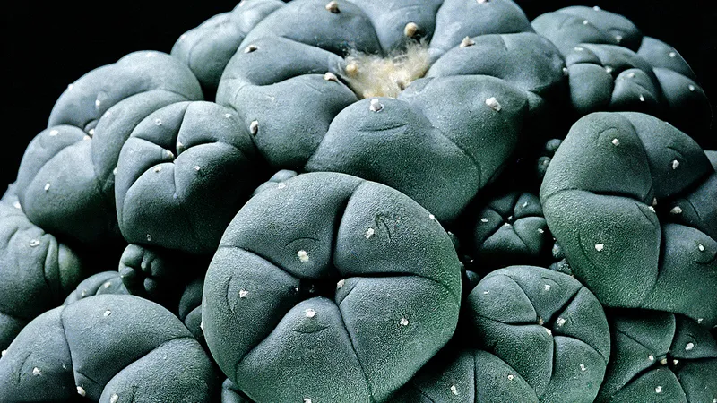 ETICHETA DE AVERTIZARE  Persoanele cu antecedente familiale de schizofrenie, tulburare bipolară sau probleme cardiace ar trebui să fie atente la drogurile psihedelice, cum ar fi mescalina, derivată din cactusul Peyote