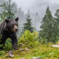 Raportul legiștilor în cazul fetei sfâșiate de urs. Din ce cauză a murit Diana? - Foto: Profimedia Images ( imagine cu rol ilustrativ)