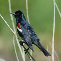Trotinetele electrice, sursă de inspiraţie. Ce fac nişte păsărele, în marile oraşe, din cauza lor - Foto: pixnio/Menke Dave, USFWS/CC0