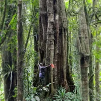O nouă specie de arbori uriași a fost descoperită. Copacii trăiesc și 3.000 de ani - Foto:  Bianchi et al., Phytotaxa 2025, Ifl Science