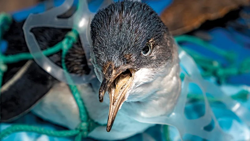 UCIGAȘUL TĂCUT
Sticlele de plastic și pungile de cumpărături ajung în oceane și sunt mortale pentru viața marină