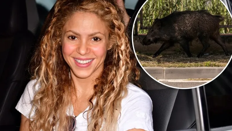 Shakira și fiul său, atacați de mistreţi într-un parc din Barcelona. Porcii i-au furat poșeta. / Foto: tassco.org