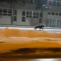 Panică pe străzile din Sibiu. Un urs a fost surprins alergând pe străzi. A fost emis mesaj RO-Alert - FOTO: Captura video - oradesibiu.ro