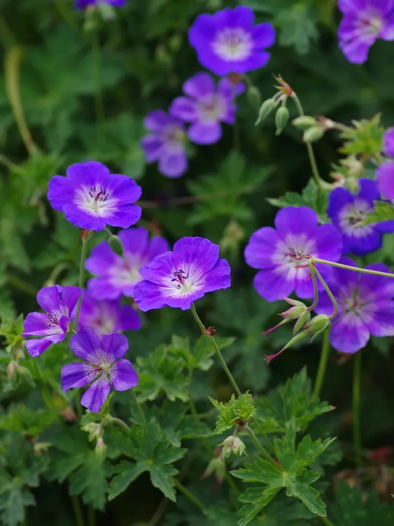 Geranium - Foto: gradina-noastra.ro