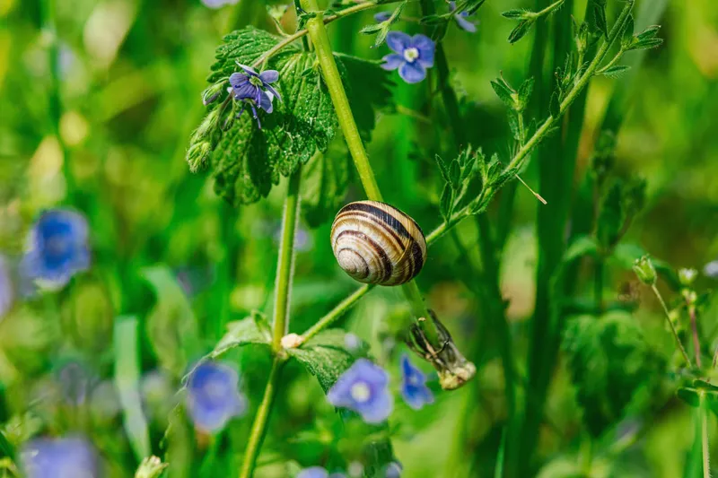 Melc pe floare - Foto: Magnific.com (Imagine cu rol ilustrativ)