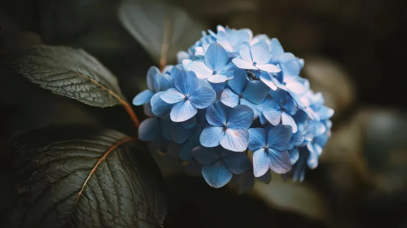 Hortensie Foto: Freepik (imagine cu rol ilustrativ)
