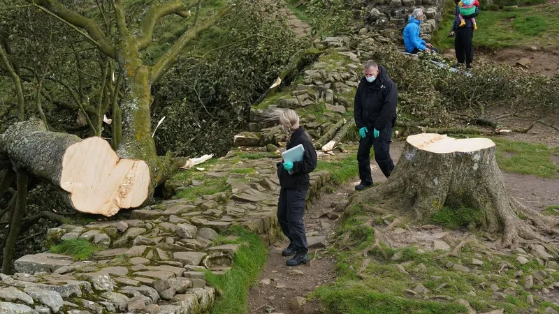 „Copacul lui Robin Hood” din UK, un arțar vechi de 300 ani, a fost tăiat. Doi suspecți, anchetați - Foto: Profimedia Images