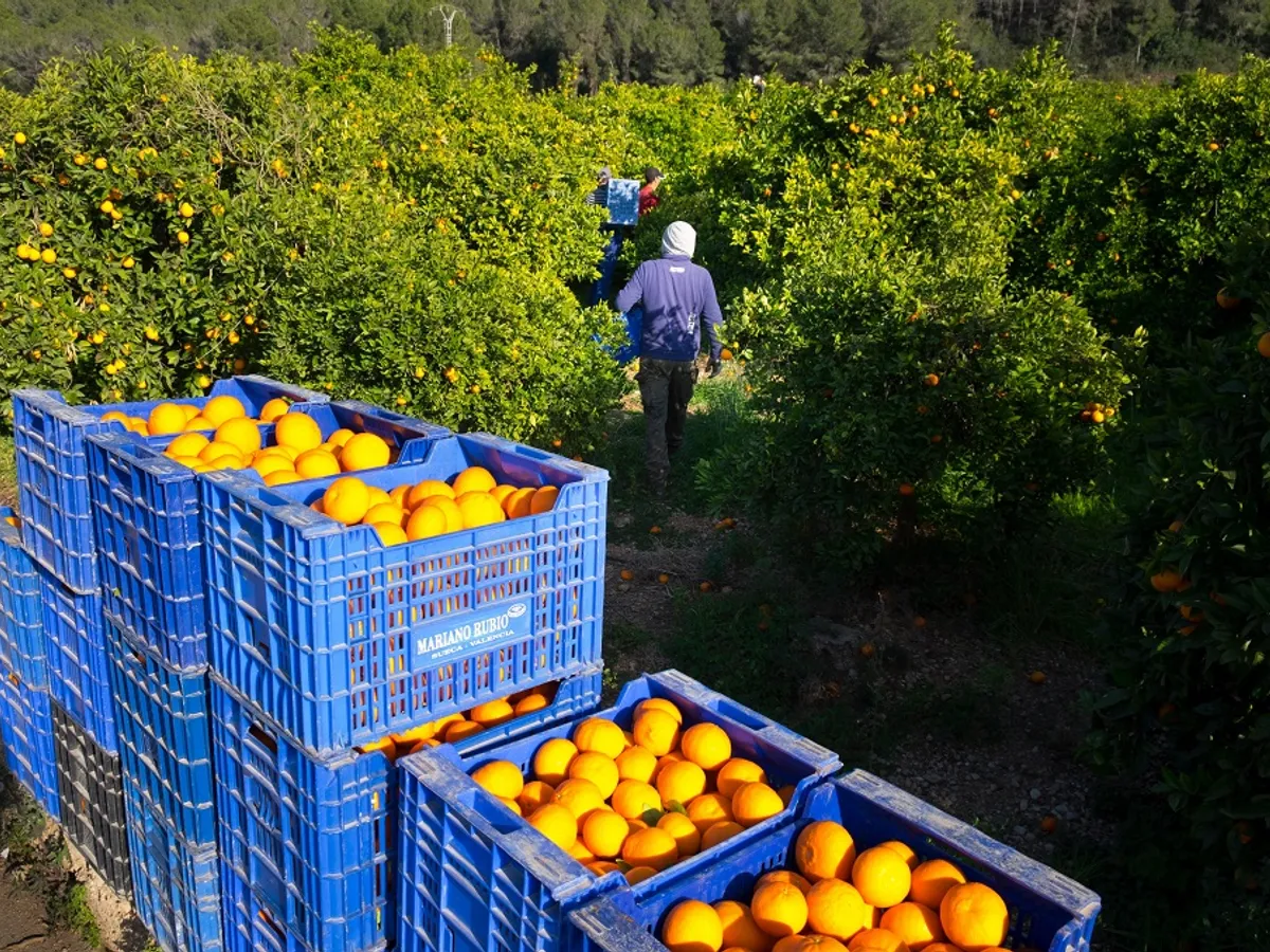 Portocalele sunt recoltate în lăzi de plastic de către muncitorii dintr-o livadă de portocali spaniolă Foto: Profimedia Images (2016)
