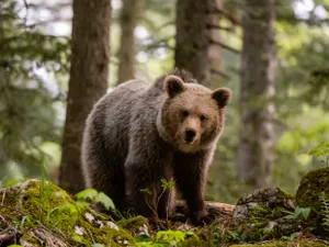 Panică în Prahova. Urși pe străzile din Sinaia și Cornu. Populația, avertizată prin mesaje RO-ALERT - Foto: Profimedia images - caracter ilustrativ
